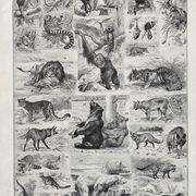 Ancient illustration Millot "Mammals"