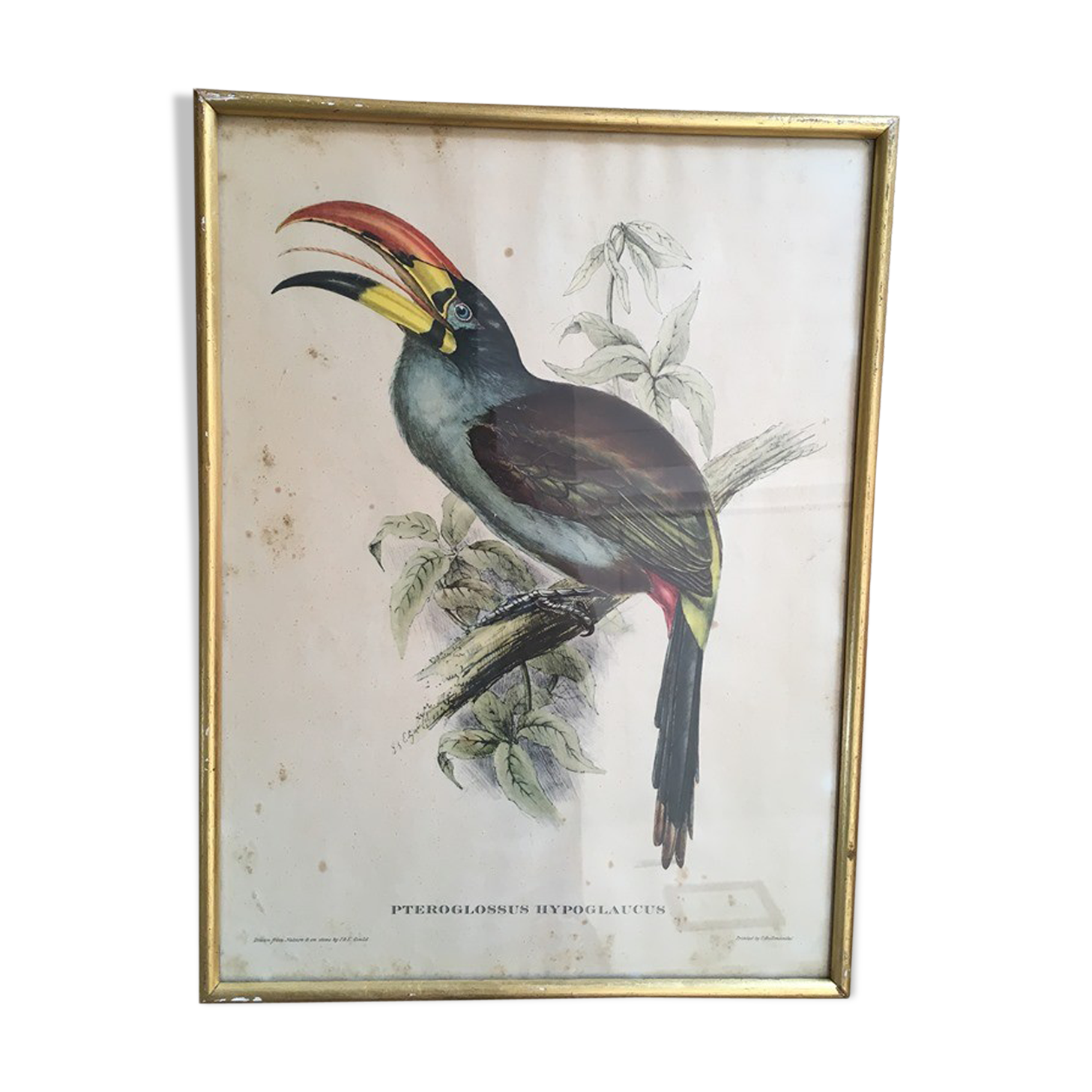 Planche ornithologique " Pteroglossus hypoglaucus " J&EGould