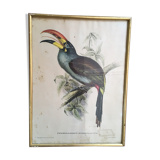 Ornithological Board "Pteroglossus hypoglaucus" J&EGould