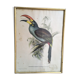 Planche ornithologique " Pteroglossus hypoglaucus " J&EGould