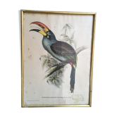 Ornithological Board "Pteroglossus hypoglaucus" J&EGould