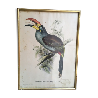 Ornithological Board "Pteroglossus hypoglaucus" J&EGould
