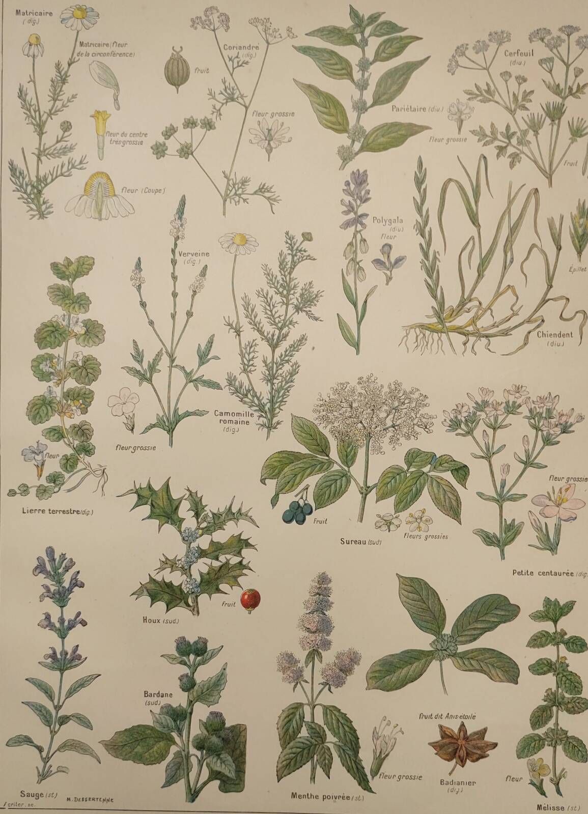Botanical engraving from 1922 - Medicinal plants (2) - Old plate from Flowers and plants