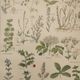 Botanical engraving from 1922 - Medicinal plants (2) - Old plate from Flowers and plants