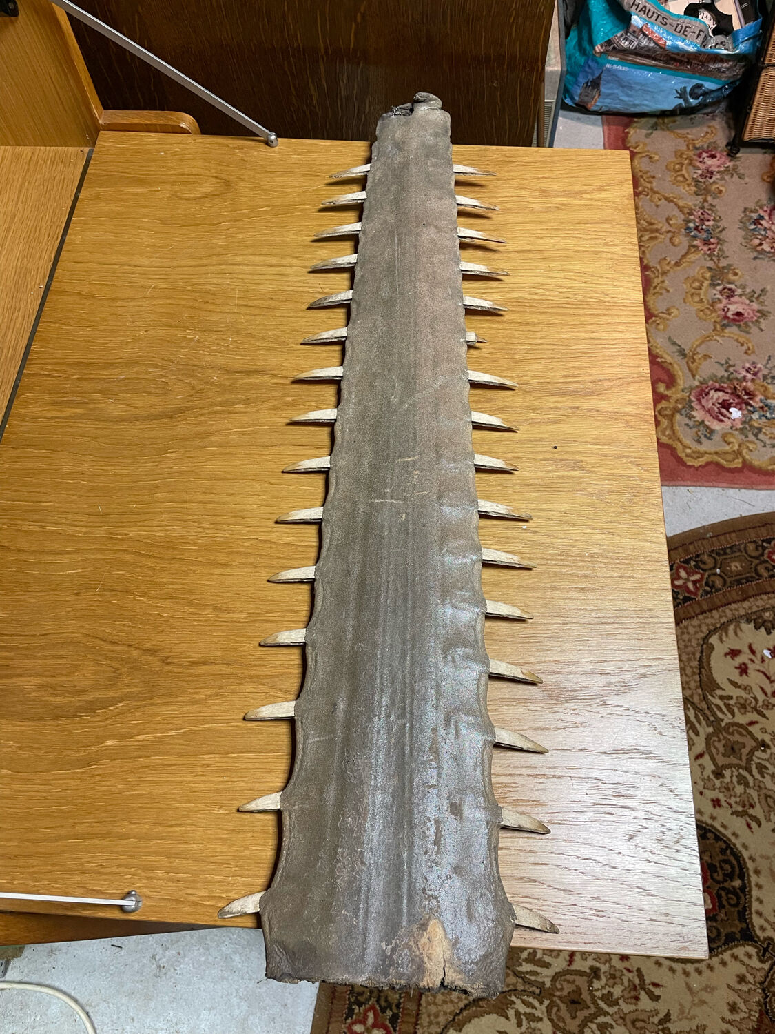 Old sawfish rostrum