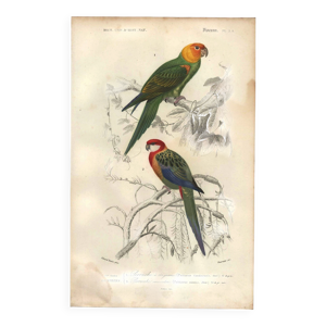 Gravure de 1849 Perruche jaune
