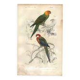 Engraving from 1849 - Yellow-Crested Cockatoo by E. Travies - bird plate