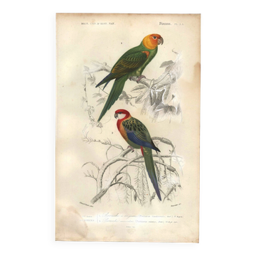 Engraving from 1849 - Yellow-Crested Cockatoo by E. Travies - bird plate