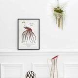 Chimera lithograph animal engraving - the pink flamoulpe