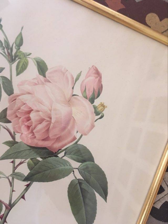 Dreaded botanical plank "Rosa Indica fragans"