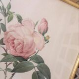 Dreaded botanical plank "Rosa Indica fragans"