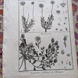 Stamped vintage botanical engraving plate natural history flowers