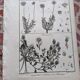 Stamped vintage botanical engraving plate natural history flowers