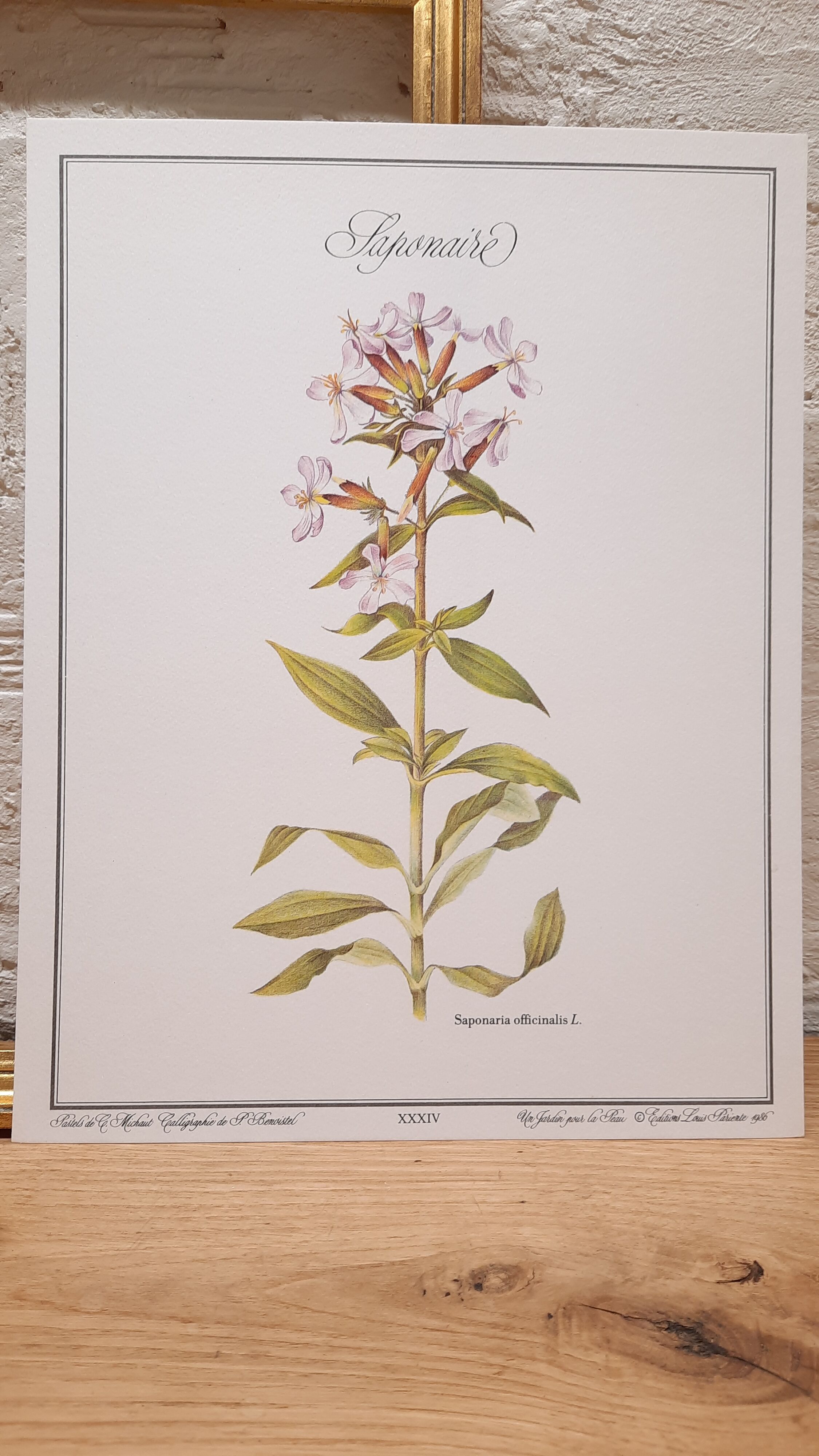 Saponary botanical plate
