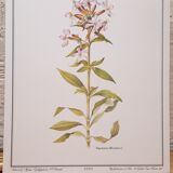 Saponary botanical plate