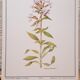 Saponary botanical plate
