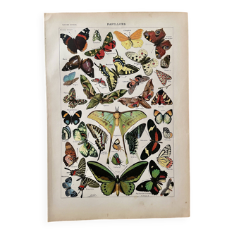 Lithographie sur les papillons - 1920