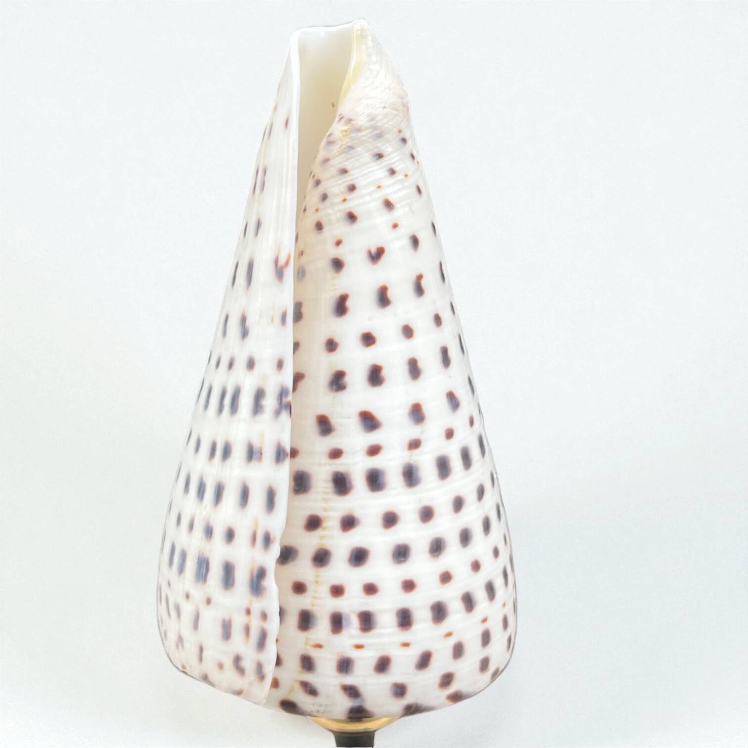 Cabinet of Curiosities: Conus shell on a blackened wooden base, 19th century