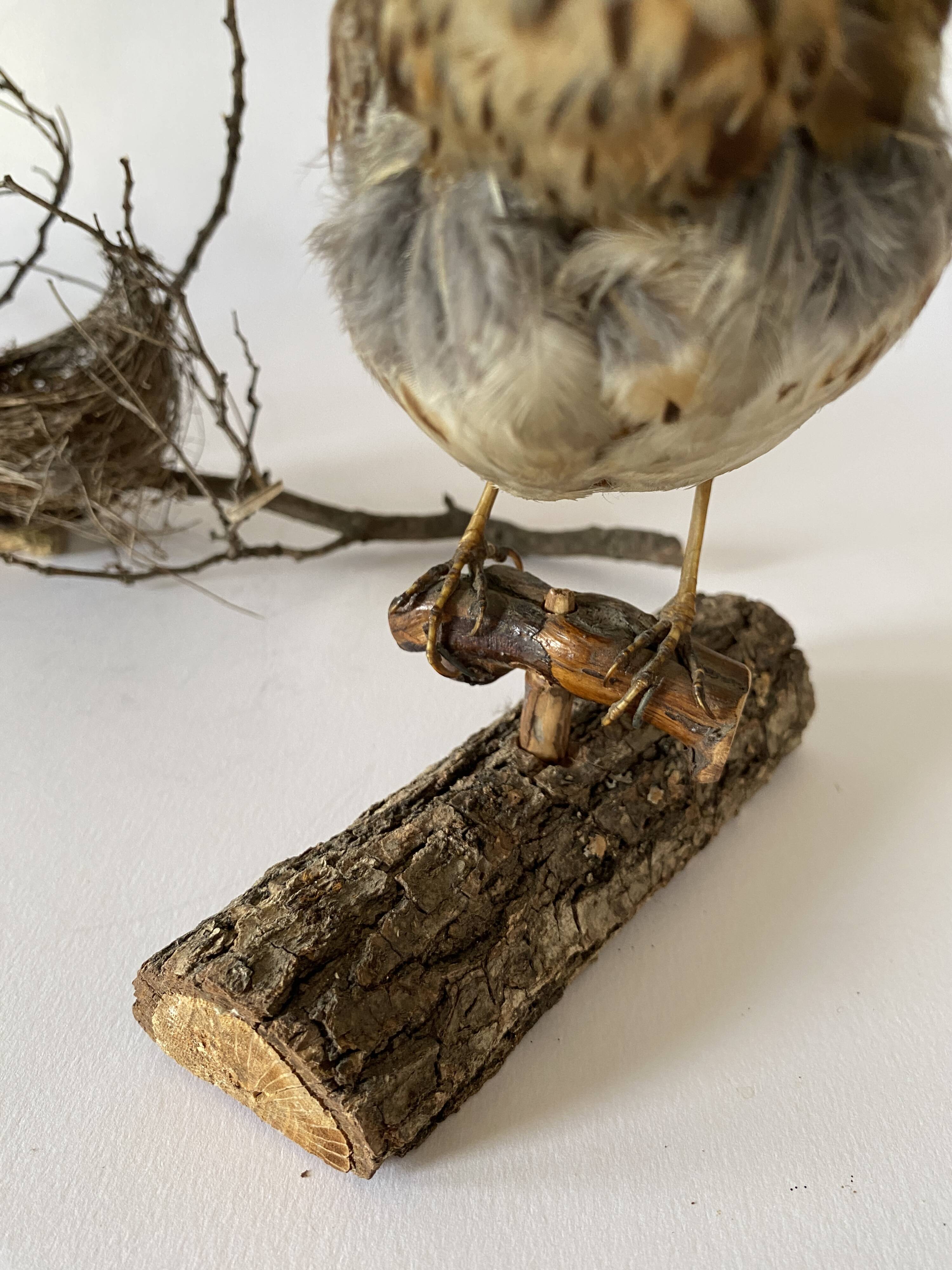 Stuffed bird, taxidermy, cabinet of curiosities