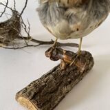 Stuffed bird, taxidermy, cabinet of curiosities