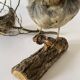 Oiseau empaillé, taxidermie, cabinet de curiosités