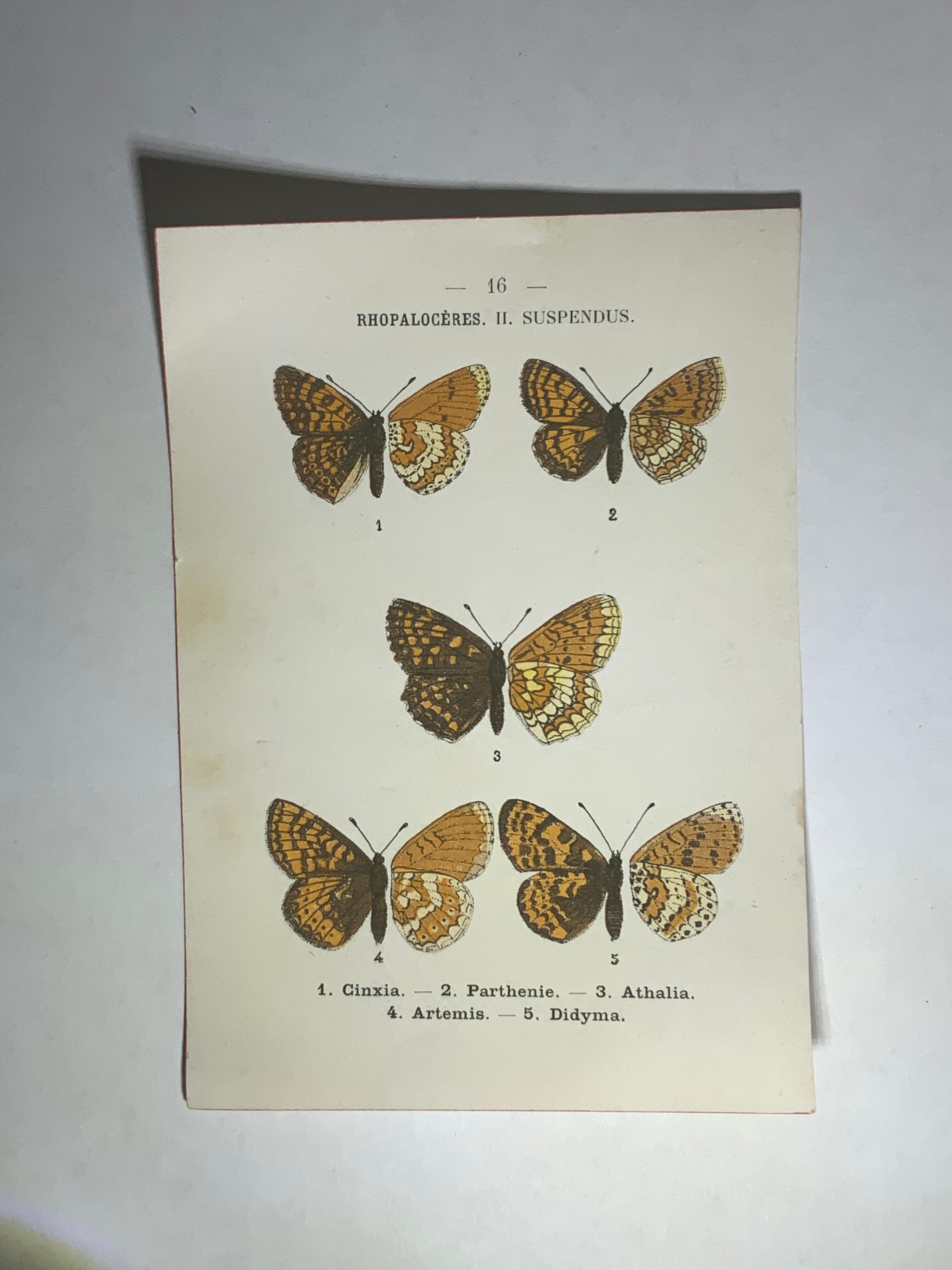 Vintage botanical plate antique butterfly engraving 1903 double-sided G. Denise