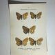 Vintage botanical plate antique butterfly engraving 1903 double-sided G. Denise