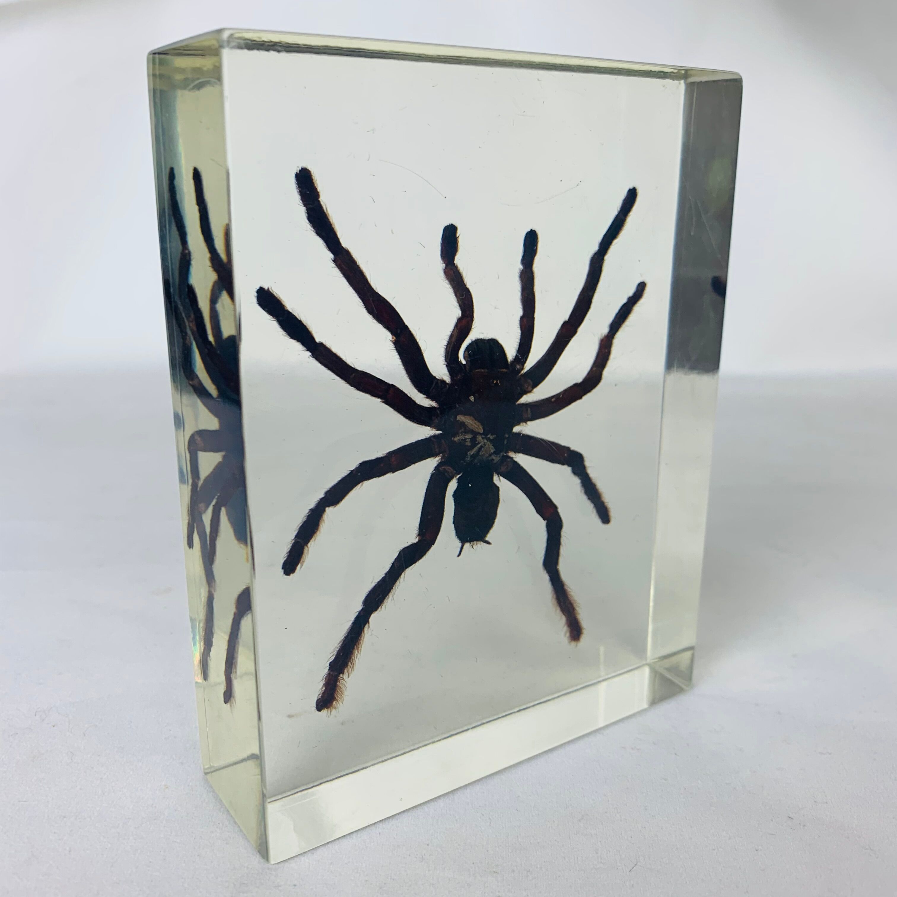 Spider tarantula resin insect object of curiosity