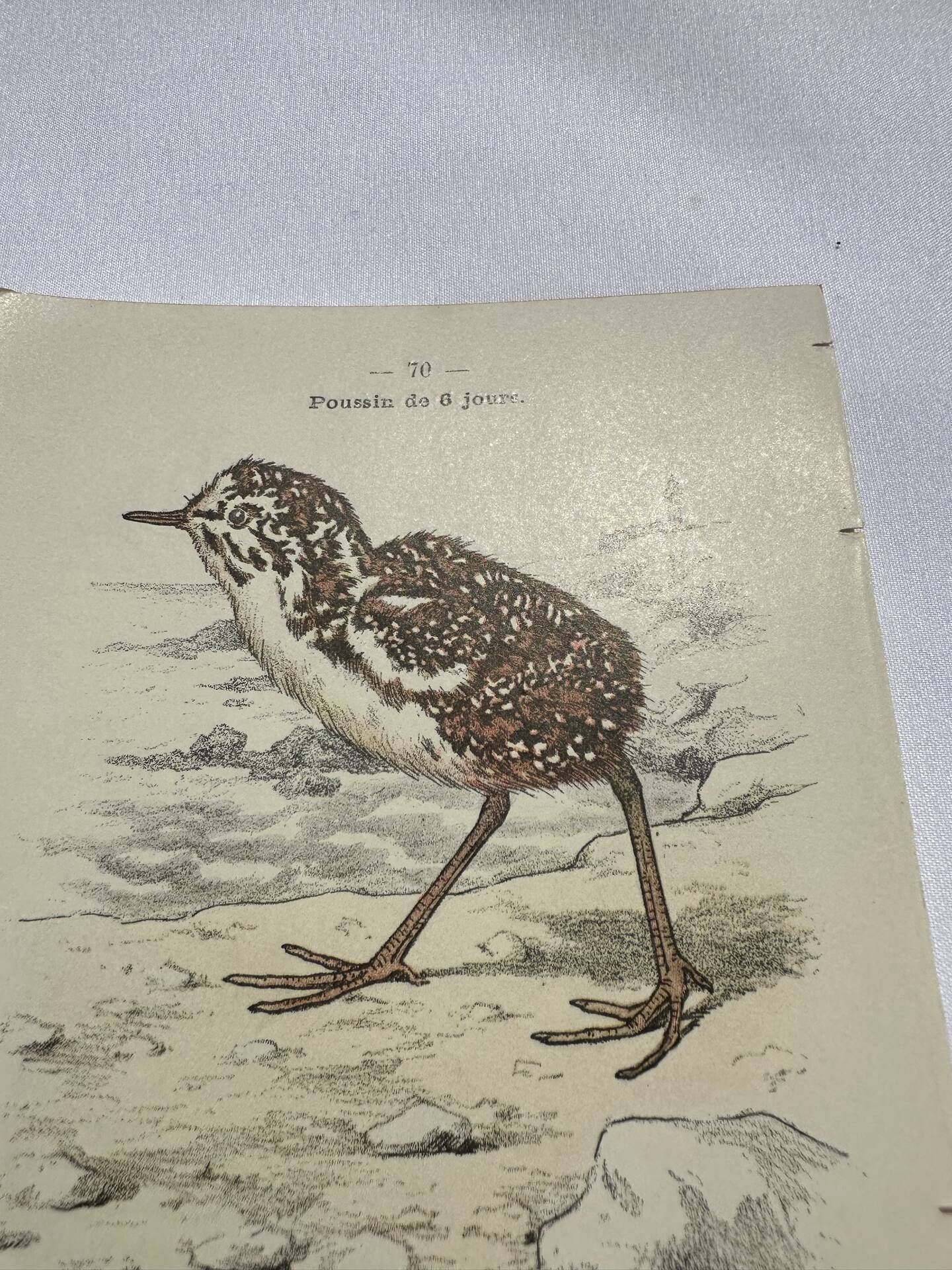 🐦 Botanical Plate Engraving of Birds Naturalist 19th Century Double-sided A
