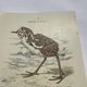 🐦 Botanical Plate Engraving of Birds Naturalist 19th Century Double-sided A