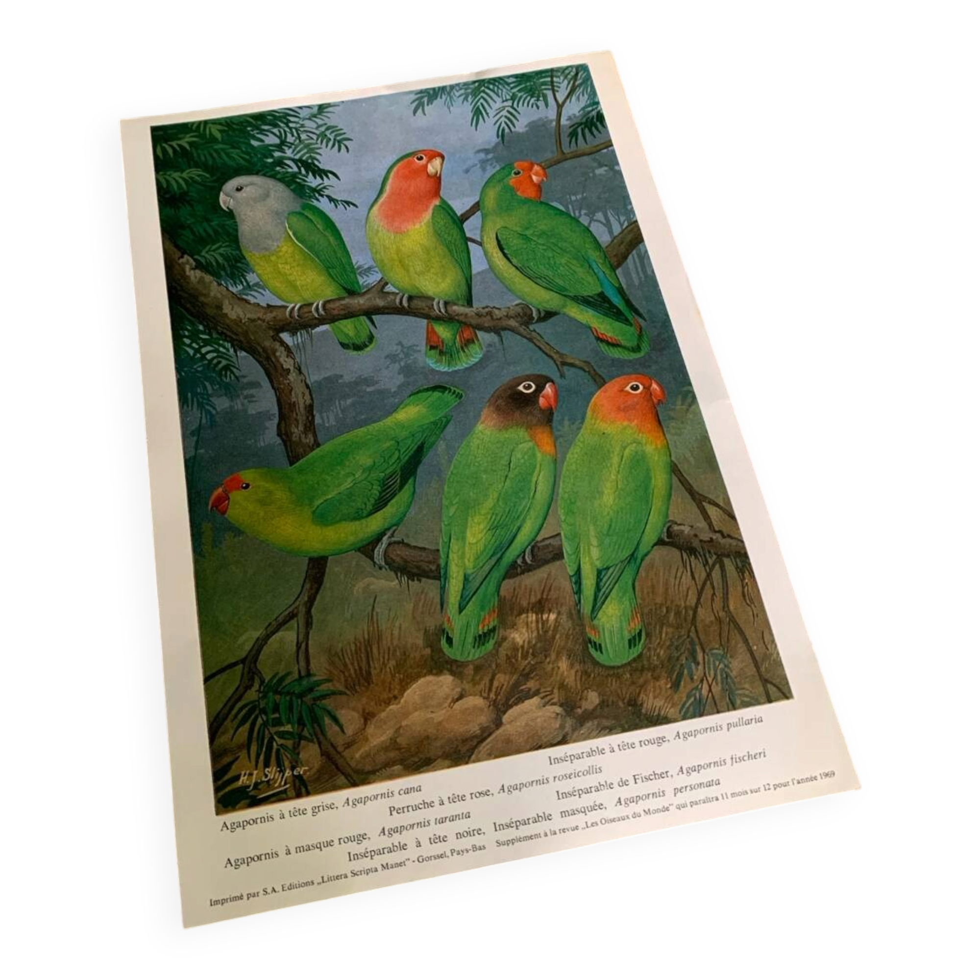 Poster "The Birds of the World" - 1969