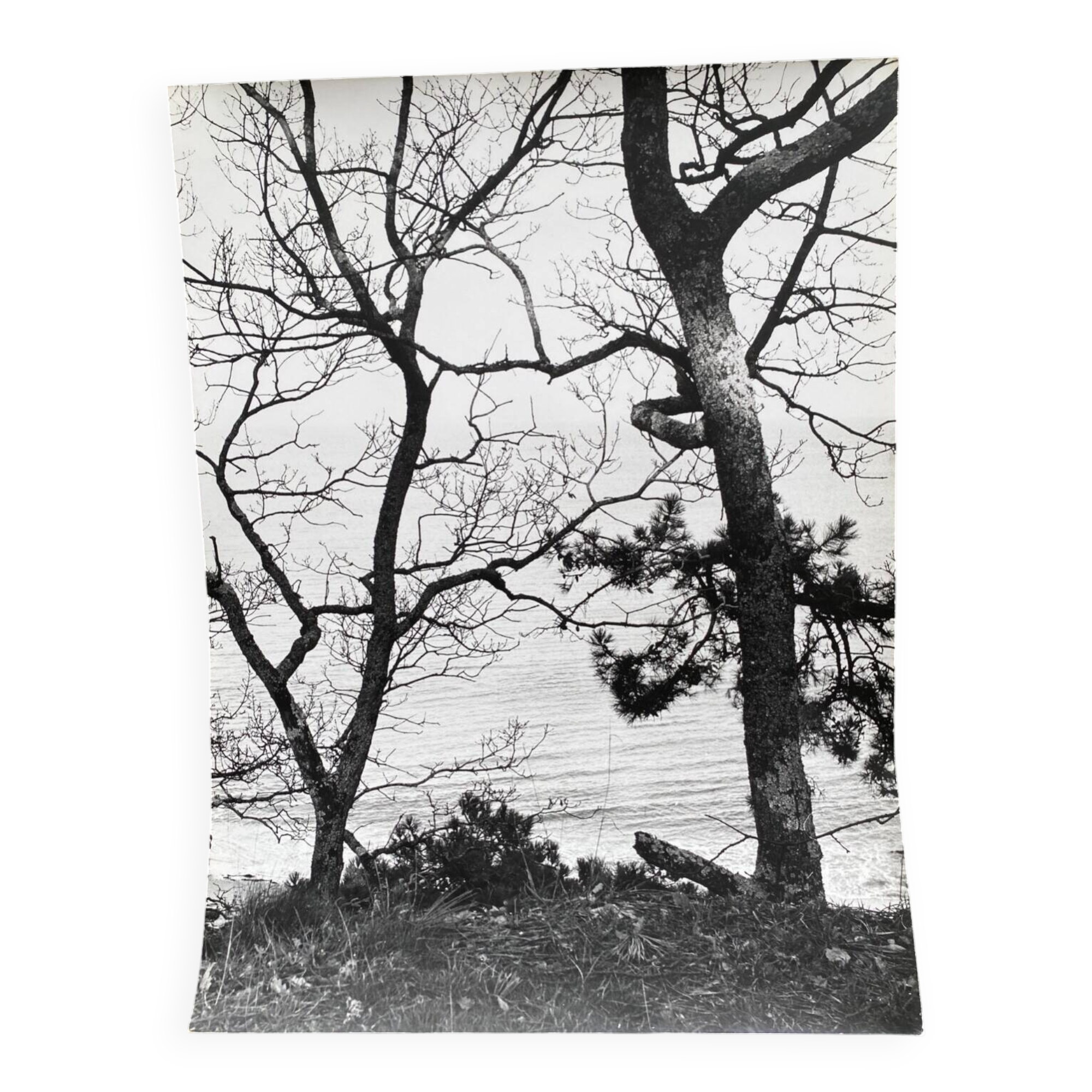 Silver gelatin photograph by Bernard Darot, Two Trees by the Water, 20th century