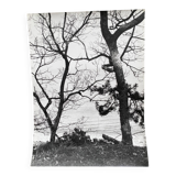 Silver gelatin photograph by Bernard Darot, Two Trees by the Water, 20th century