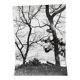 Silver gelatin photograph by Bernard Darot, Two Trees by the Water, 20th century