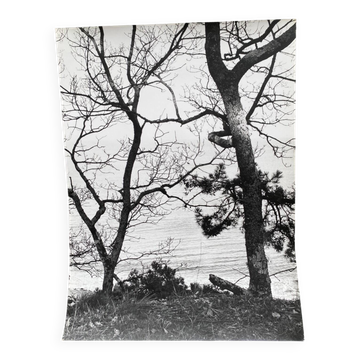 Silver gelatin photograph by Bernard Darot, Two Trees by the Water, 20th century