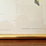 Bird prints J.Gould HC Richter