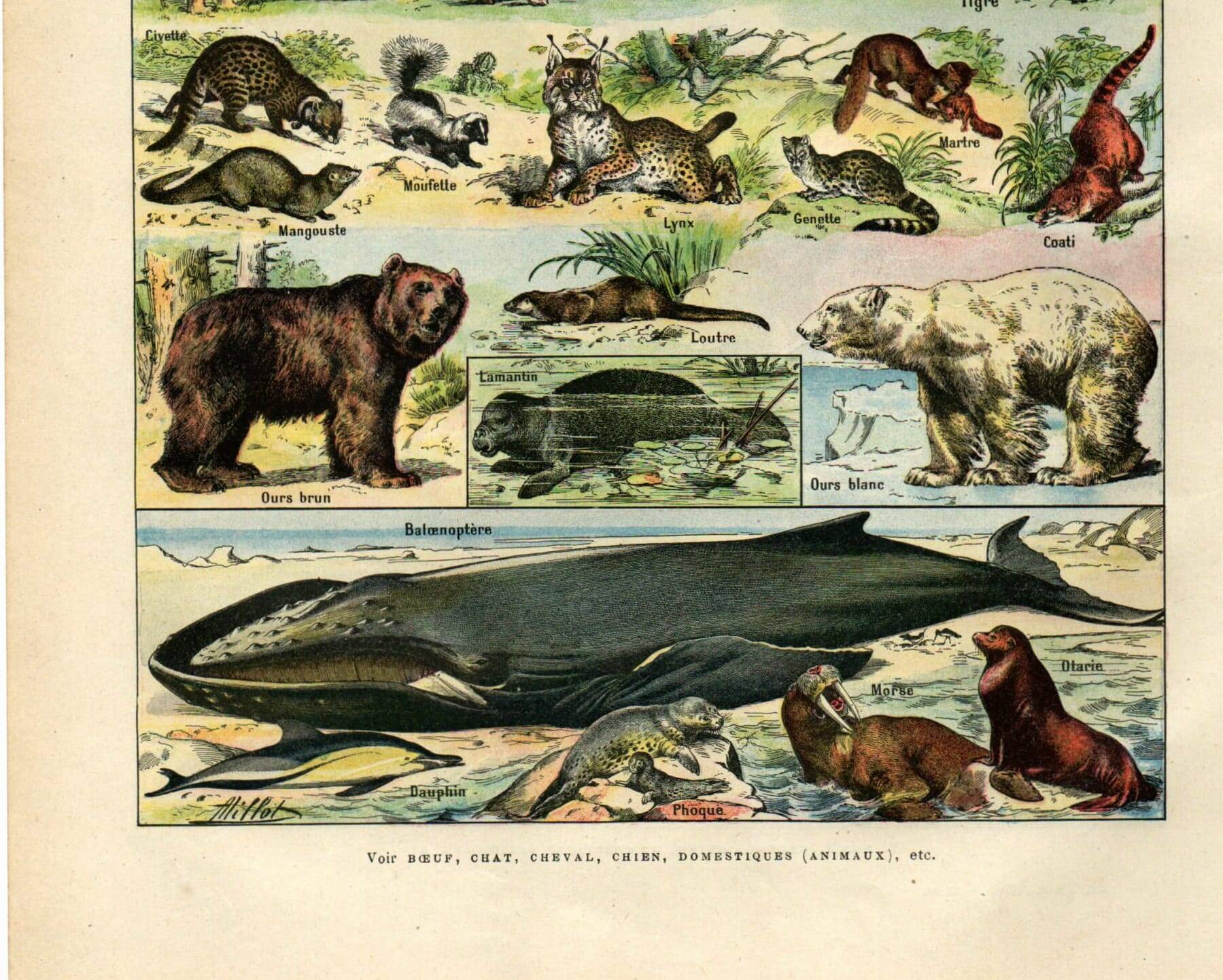 Old engraving from 1923 - Animals and Mammals by A. Millot - plate