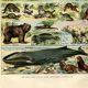 Gravure ancienne de 1923 - Animaux et Mammifères par A. Millot - planche