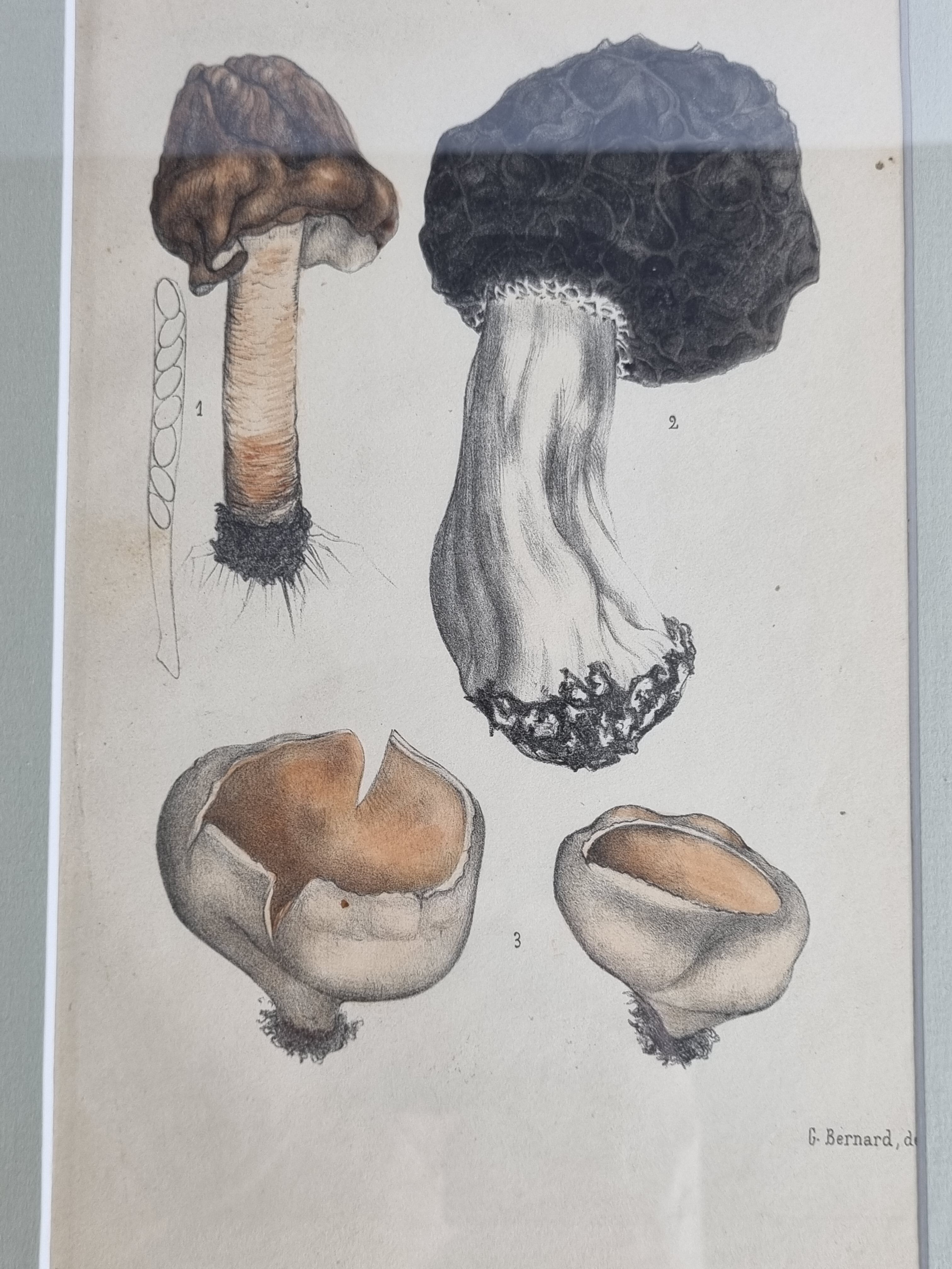 Two old engravings of watercolor mushrooms nineteenth century after G. Bernard