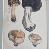 Deux gravures anciennes de champignons aquarellées XIXème siècle d'après G. Bernard