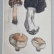 Two old engravings of watercolor mushrooms nineteenth century after G. Bernard