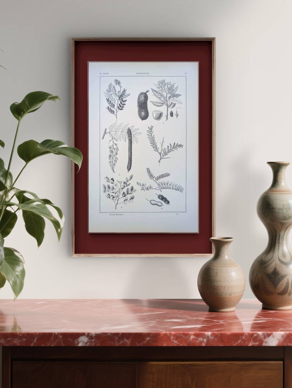 Imprimée en 1889, les légumineuses. Planche botanique ancienne.