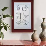 Imprimée en 1889, les légumineuses. Planche botanique ancienne.