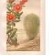Old engraving from 1889. Grenadier. Botanical plate. Vintage red flower.