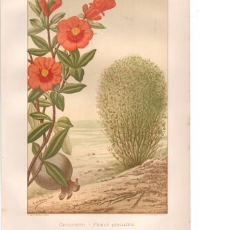 Old engraving from 1889. Grenadier. Botanical plate. Vintage red flower.
