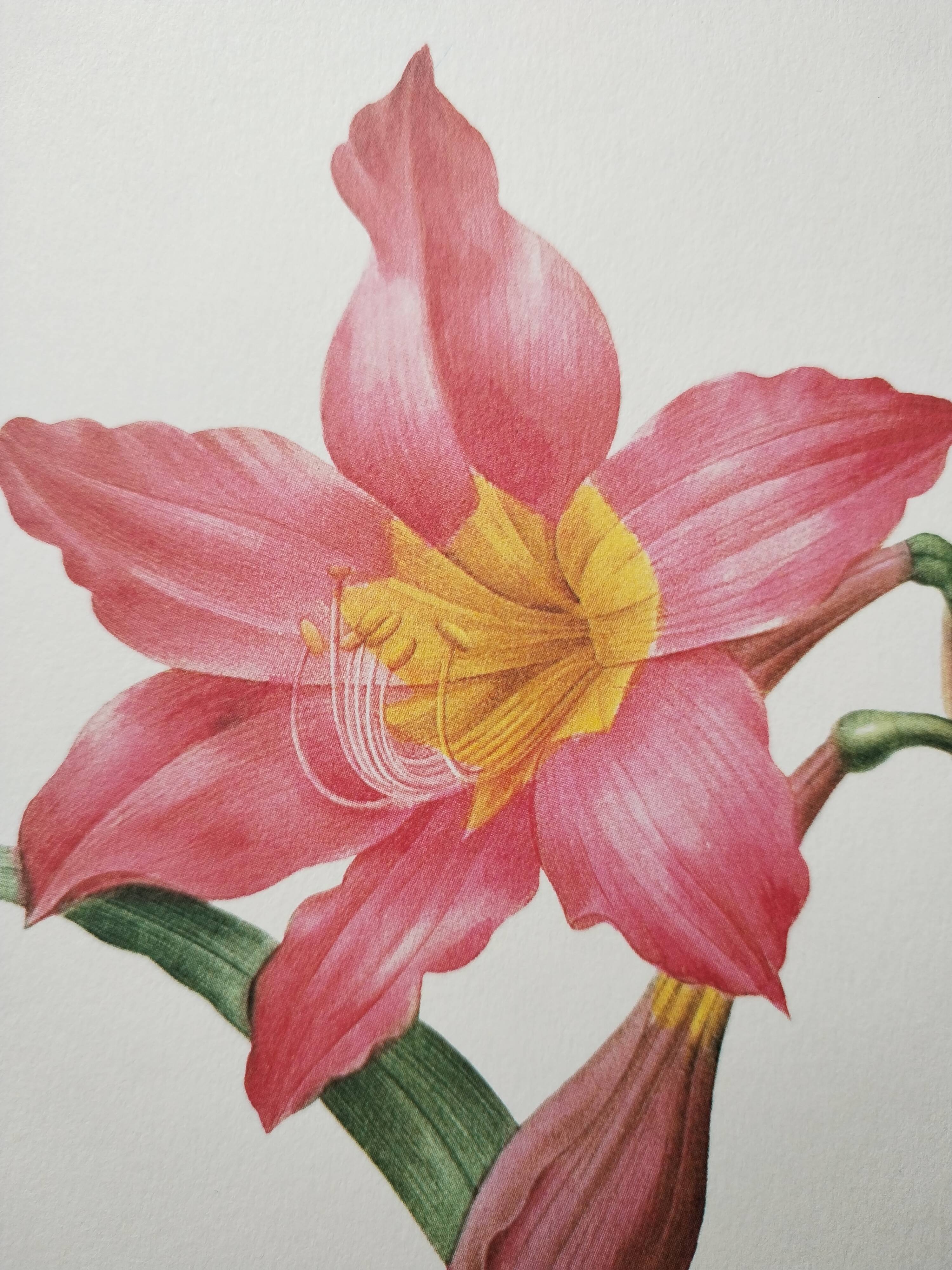 Original illustrated plate Equestrian Amaryllis