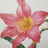 Original illustrated plate Equestrian Amaryllis