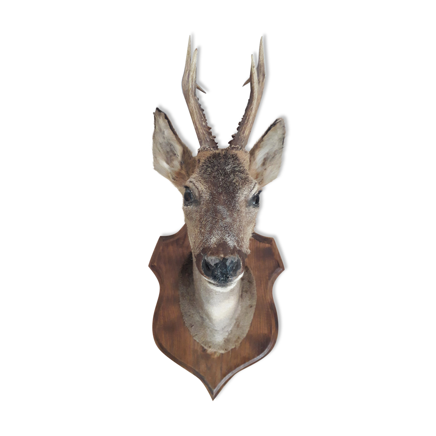 Taxidermy naturalized deer on wooden squifer - 1986