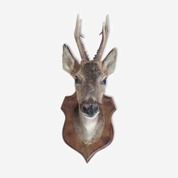 Taxidermy naturalized deer on wooden squifer - 1986