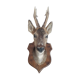 Taxidermy naturalized deer on wooden squifer - 1986